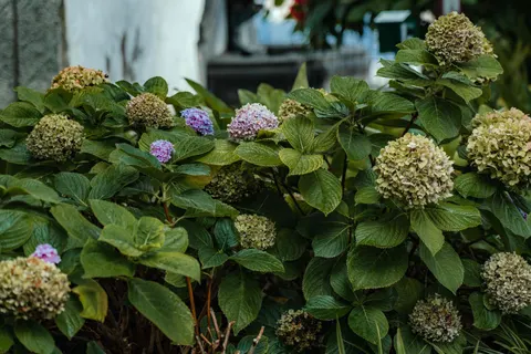 Hortensie 4K Hintergrundbild · flowers · 3840×2563