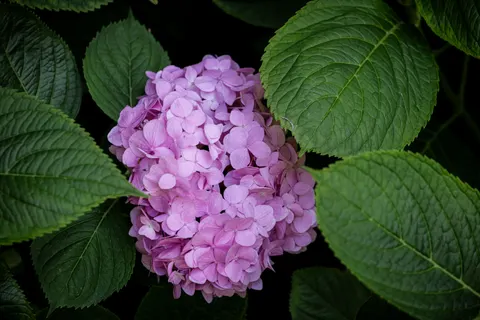 Hydrangea 4K Wallpaper · flowers · 3840×2561