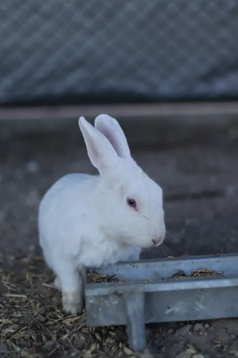 Hase Handy-Hintergrundbild · pets · 1440×2160