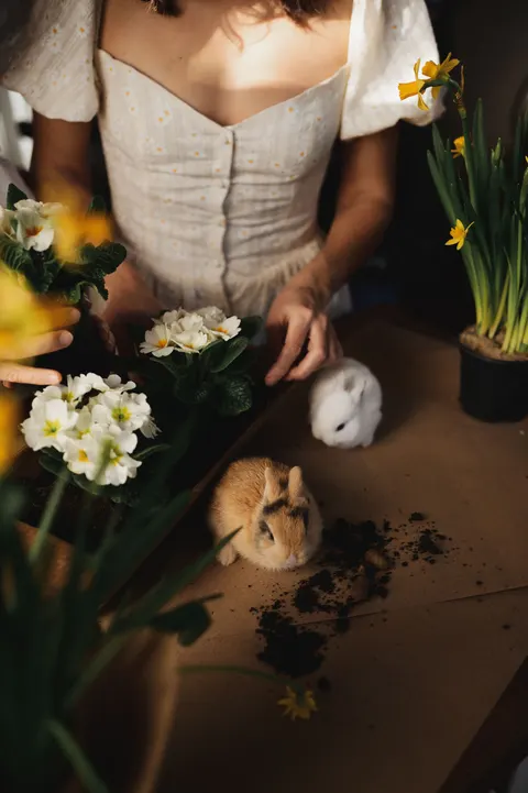 Bunny Phone Wallpaper · pets · 1440×2164