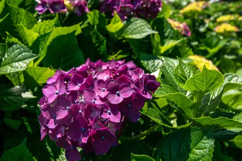 Hortensie 4K Hintergrundbild · flowers · 3840×2560