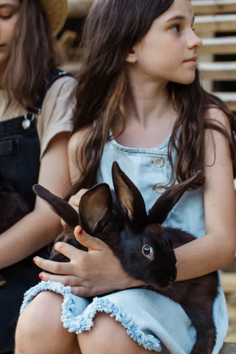 Bunny Phone Wallpaper · pets · 1440×2160