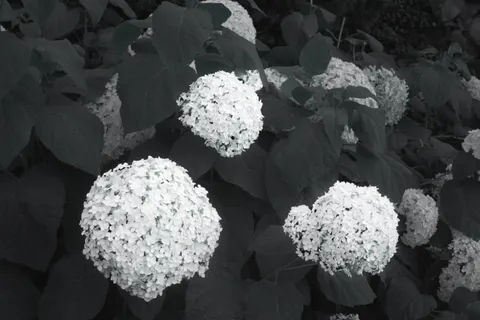 Hydrangea 4K Wallpaper · flowers · 3840×2560
