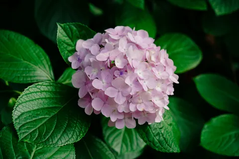 والپیپر گل ادریسی با کیفیت 4K · flowers · 3840×2561
