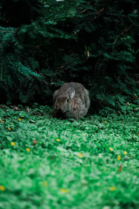 خرگوش والپیپر موبایل · pets · 1440×2160