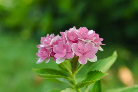 Hình nền Hoa cẩm tú cầu 4K · flowers · 3840×2560