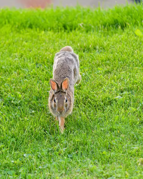 Bunny Phone Wallpaper · pets · 1440×1800