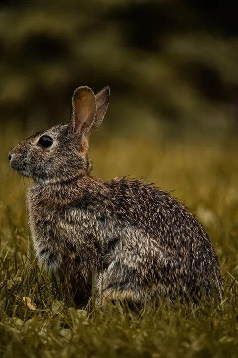 Bunny Phone Wallpaper · pets · 1440×2160