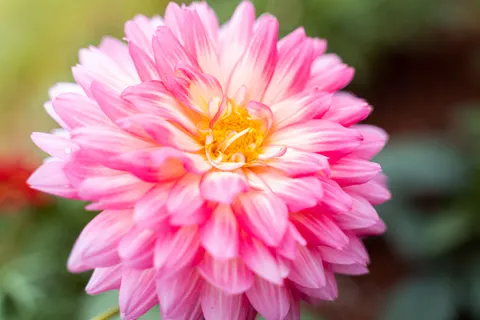 Fond d'écran Dahlia 4K · flowers · 3840×2560