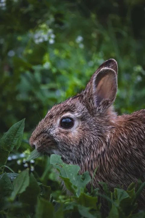 Bunny Phone Wallpaper · pets · 1440×2160