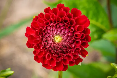 Dahlie 4K Hintergrundbild · flowers · 3840×2560