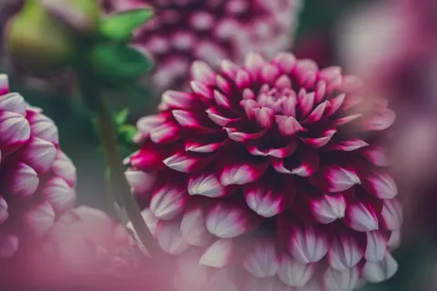 خلفية الداليا بدقة 4K · flowers · 3840×2560