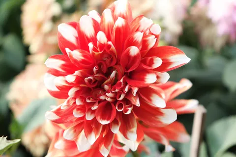 Fond d'écran Dahlia 4K · flowers · 3840×2560
