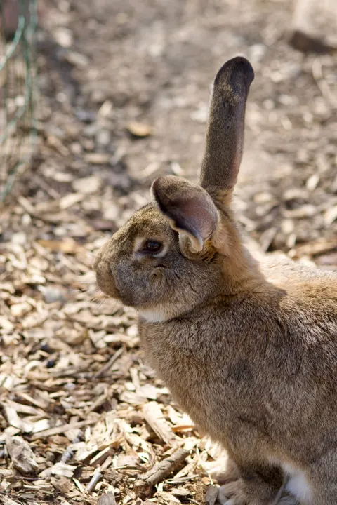 Bunny Phone Wallpaper · pets · 1440×2160