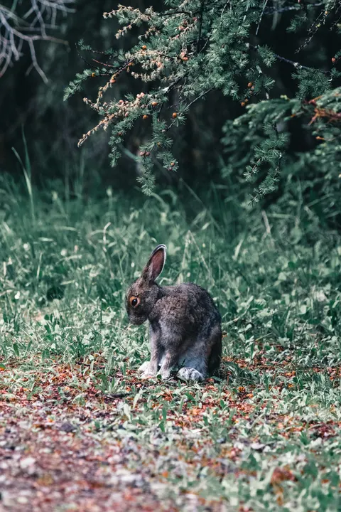 Bunny Phone Wallpaper · pets · 1440×2160