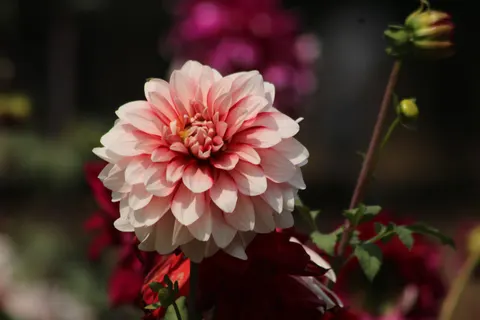 Fond d'écran Dahlia 4K · flowers · 3840×2560