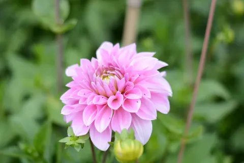 Wallpaper Dahlia 4K · flowers · 3840×2560