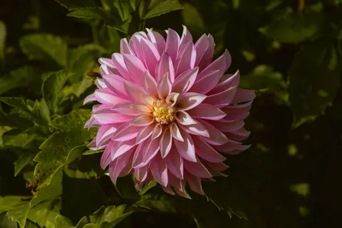 Dahlia 4K Wallpaper · flowers · 3840×2560