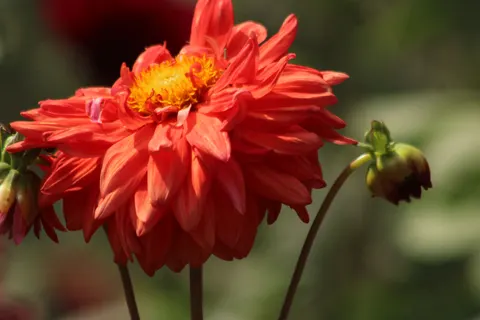 Papel de parede Dália 4K · flowers · 3840×2560