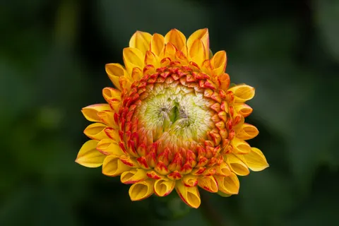 Yıldız Çiçeği 4K Duvar Kağıdı · flowers · 3840×2560