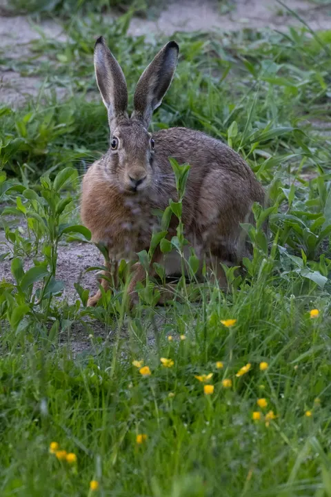 Bunny Phone Wallpaper · pets · 1440×2160