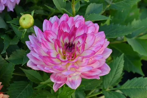 Dahlia 4K Wallpaper · flowers · 3840×2563