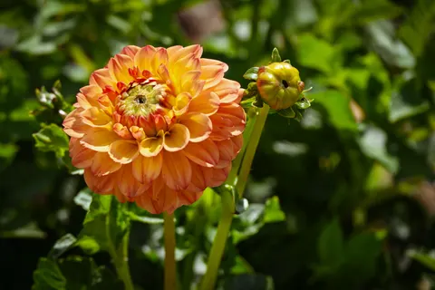 Sfondo Dalia 4K · flowers · 3840×2560