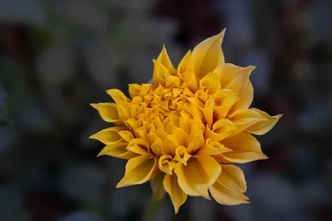 Hình nền Hoa thược dược 4K · flowers · 3840×2560