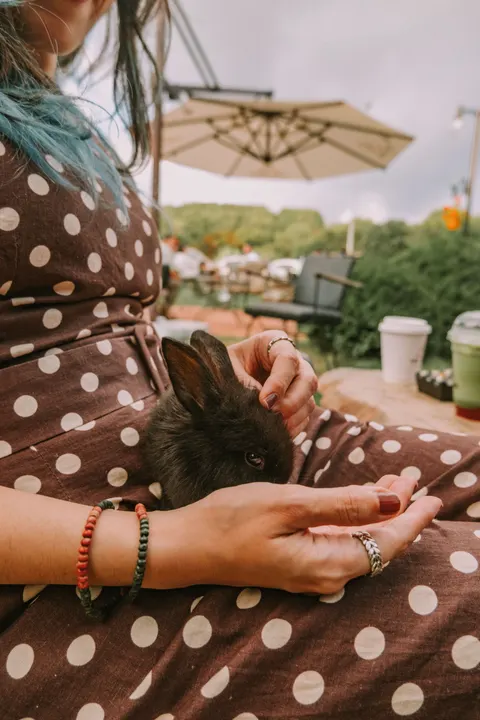 Fond d'écran mobile Lapin · pets · 1440×2160