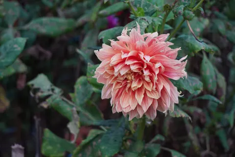 Fond d'écran Dahlia 4K · flowers · 3840×2560