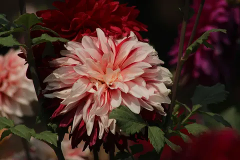 डहेलिया 4K वॉलपेपर · flowers · 3840×2560