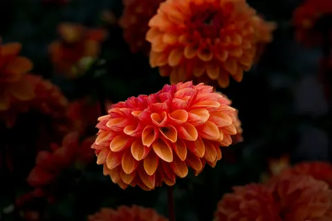Обои Георгин 4K · flowers · 3840×2560