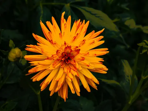 Sfondo Dalia 4K · flowers · 3840×2880