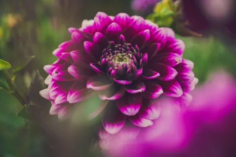 大麗花 4K桌布 · flowers · 3840×2560