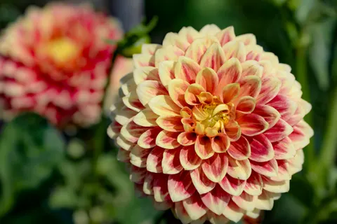 Dahlia 4K Wallpaper · flowers · 3840×2563