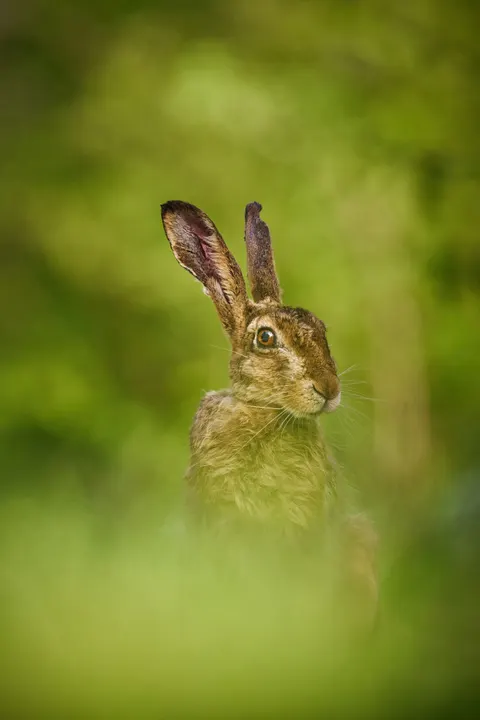 Bunny Phone Wallpaper · pets · 1440×2160