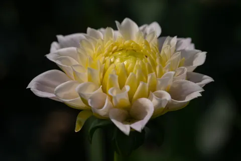 Fond d'écran Dahlia 4K · flowers · 3840×2560