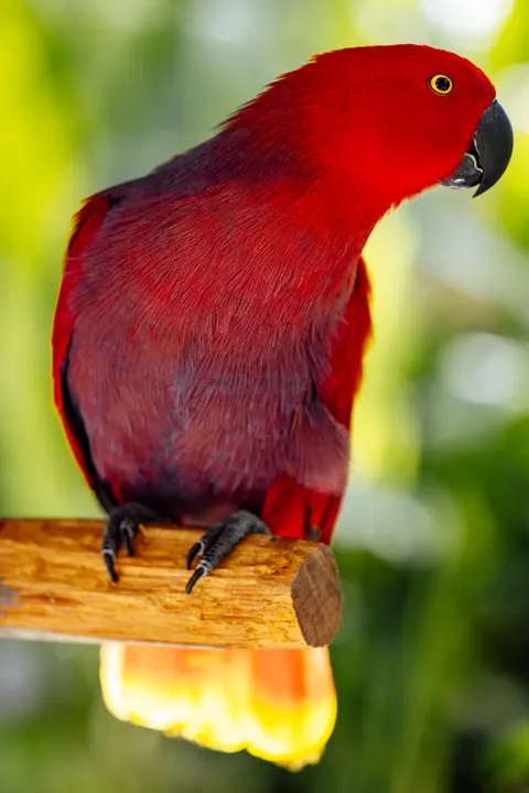 Parrot Phone Wallpaper · pets · 1440×2159