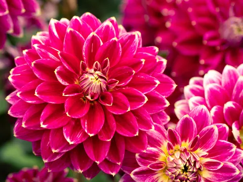 Yıldız Çiçeği 4K Duvar Kağıdı · flowers · 3840×2880