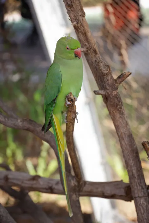 Parrot Phone Wallpaper · pets · 1440×2159