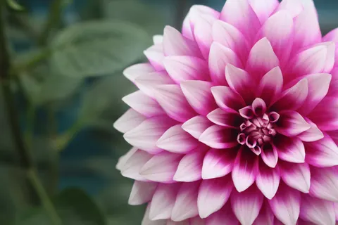 Wallpaper Dahlia 4K · flowers · 3840×2560