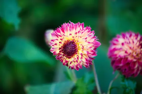 Fond d'écran Dahlia 4K · flowers · 3840×2560