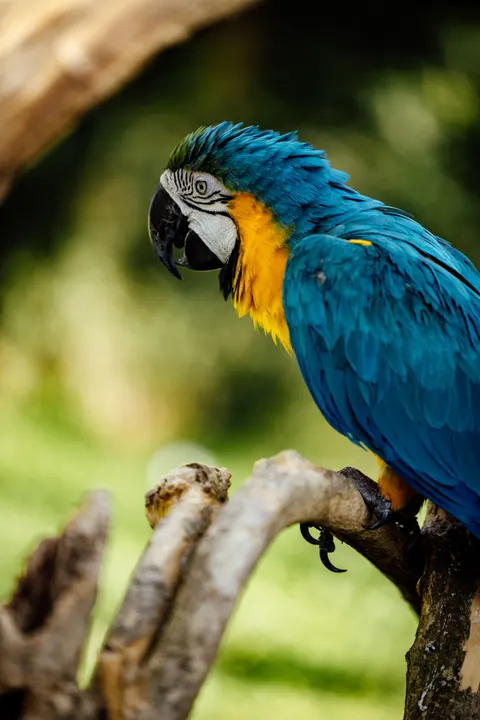 Parrot Phone Wallpaper · pets · 1440×2159