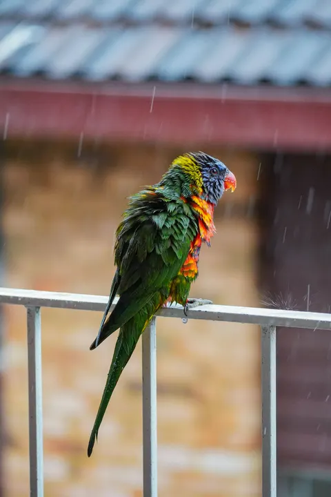 Parrot Phone Wallpaper · pets · 1440×2160