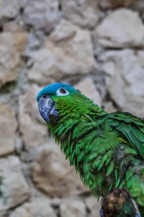 Parrot Phone Wallpaper · pets · 1440×2160