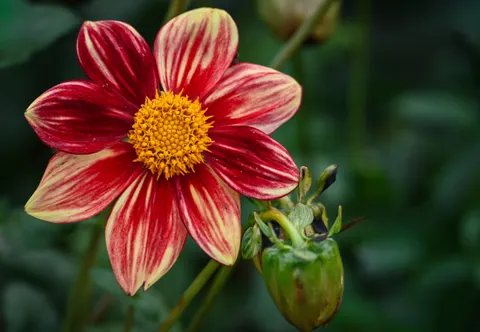 Fond d'écran Dahlia 4K · flowers · 3840×2659