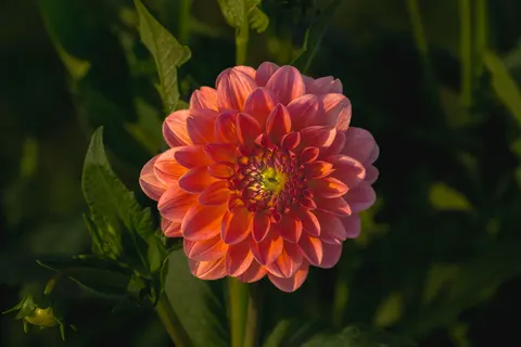 डहेलिया 4K वॉलपेपर · flowers · 3840×2560