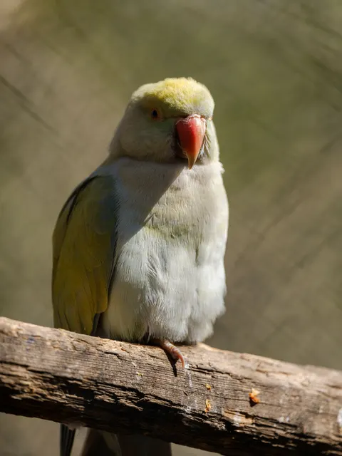 Burung Kakatua Wallpaper HP · pets · 1440×1920