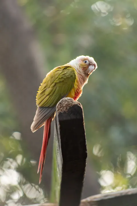Parrot Phone Wallpaper · pets · 1440×2158