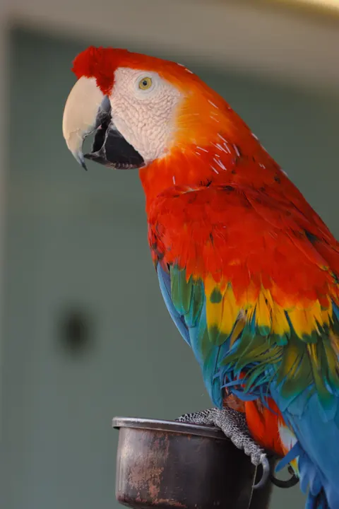 Parrot Phone Wallpaper · pets · 1440×2160